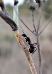 Camponotus cruentatus