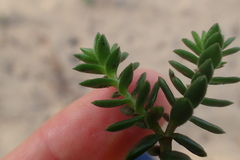 Crassula subulata fastigiata