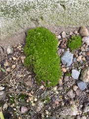 Bryum argenteum