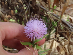 Cheirolophus sempervirens