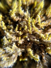 Racomitrium lanuginosum