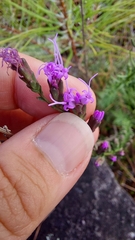 Liatris microcephala