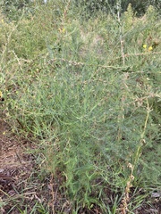 Asparagus officinalis