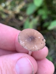 Pluteus nanus