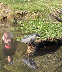 Nycticorax nycticorax