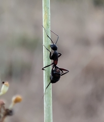 Camponotus cruentatus