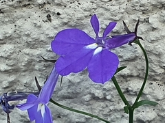 Lobelia erinus