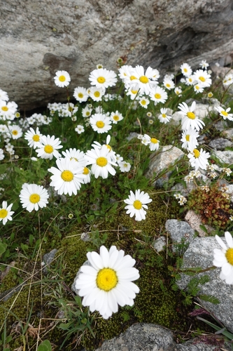 Tripleurospermum caucasicum, photograph 5
