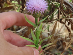 Cheirolophus sempervirens