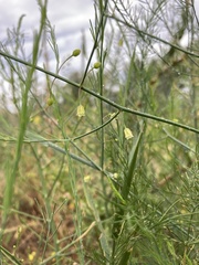 Asparagus officinalis