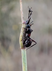 Camponotus cruentatus