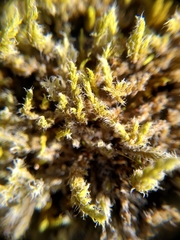 Racomitrium lanuginosum