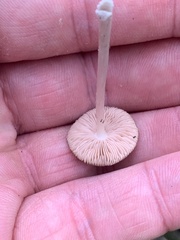 Pluteus nanus