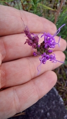 Liatris microcephala