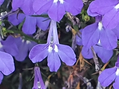 Lobelia erinus