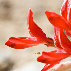 Astragalus coccineus