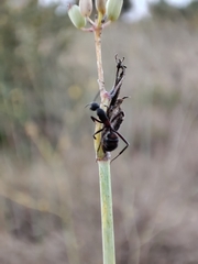 Camponotus cruentatus