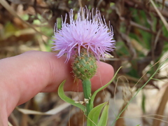 Cheirolophus sempervirens