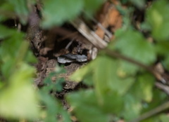 Vipera ammodytes
