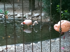Phoenicopterus