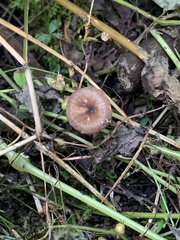 Pluteus nanus
