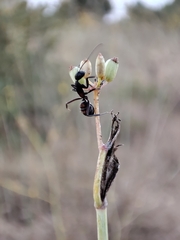 Camponotus cruentatus