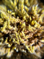 Racomitrium lanuginosum