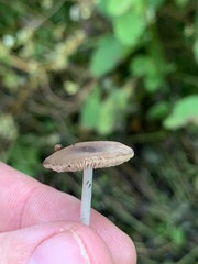 Pluteus nanus