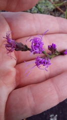 Liatris microcephala