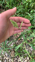 Echinochloa colona