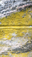 Chrysothrix candelaris