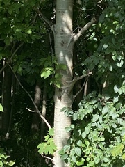 Chrysemys picta marginata