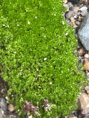 Bryum argenteum
