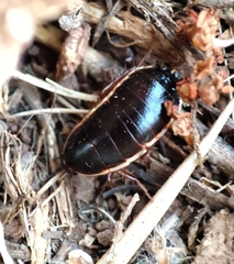 Loboptera decipiens