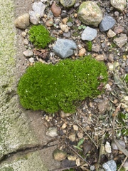 Bryum argenteum