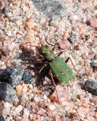 Cicindela campestris