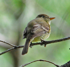 Pacific-Slope Flycatcher photo 4