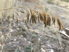 Bromus inermis