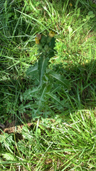 Sonchus asper