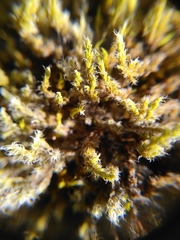 Racomitrium lanuginosum