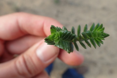 Crassula subulata fastigiata