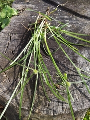 Cyperus brevifolius