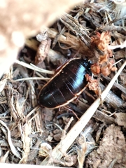 Loboptera decipiens