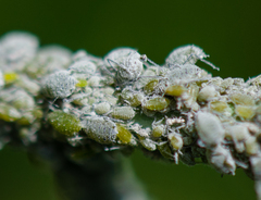 Brevicoryne brassicae