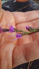 Liatris microcephala