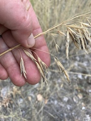 Bromus inermis