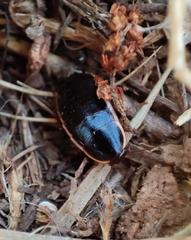 Loboptera decipiens