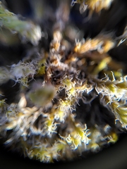 Racomitrium lanuginosum