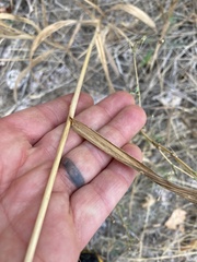 Bromus inermis