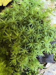 Atrichum undulatum